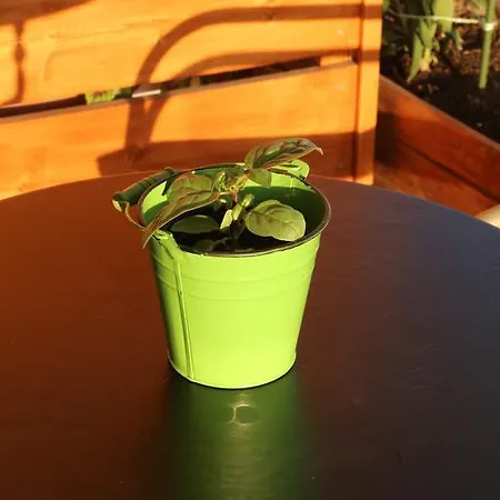 Oasis & In Apartment *