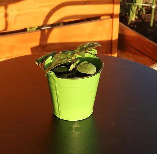 Oasis & In Apartment *